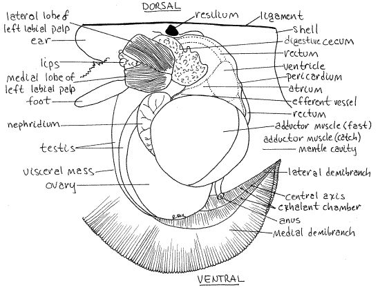 diagram of the external anatomy of an animal