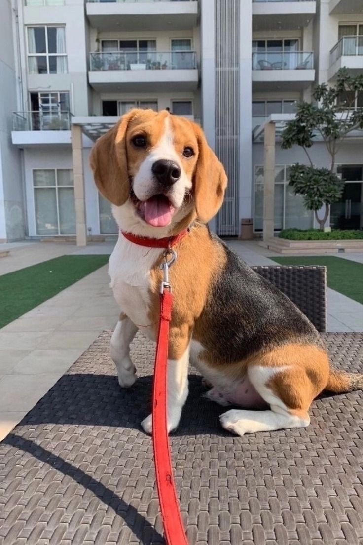 a beagle is sitting on a bench with its tongue hanging out