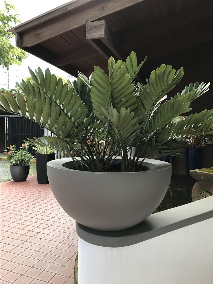 a plant in a white bowl sitting on top of a table next to a building