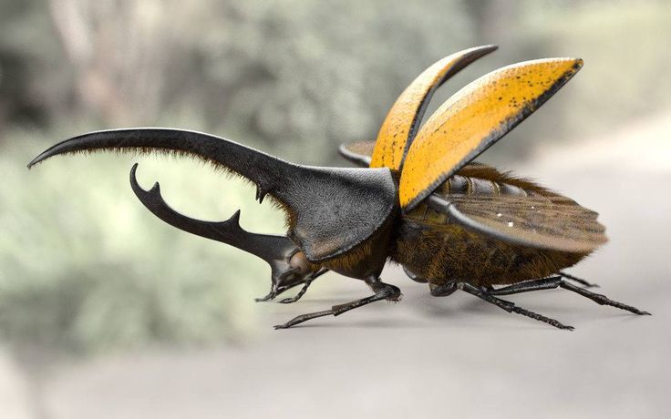 two brown and black bugs standing on top of each other's legs with their wings spread out