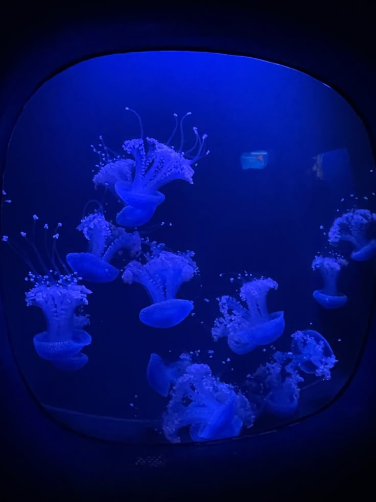 an aquarium filled with lots of jellyfish in it's blue water tank at night