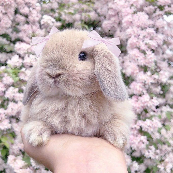 a small rabbit sitting on top of someone's hand in front of pink flowers