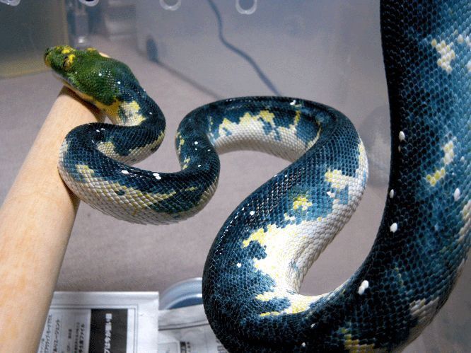 a green and yellow snake sitting on top of a wooden stick