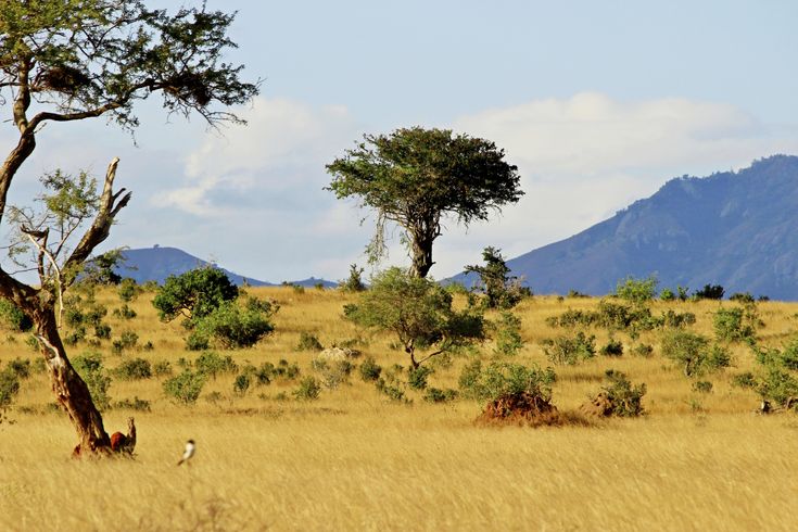 two giraffes are standing in the tall grass near trees and mountains on a sunny day