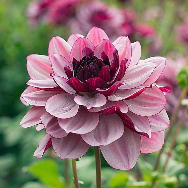 a large pink flower is in the middle of a field with many other flowers behind it