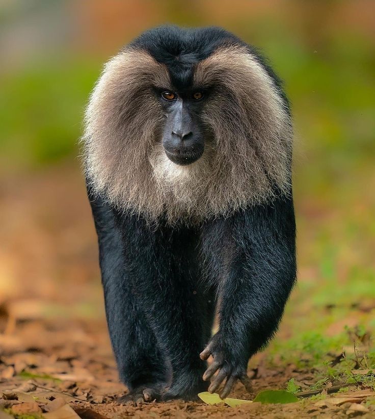 a brown and white monkey walking across a dirt road