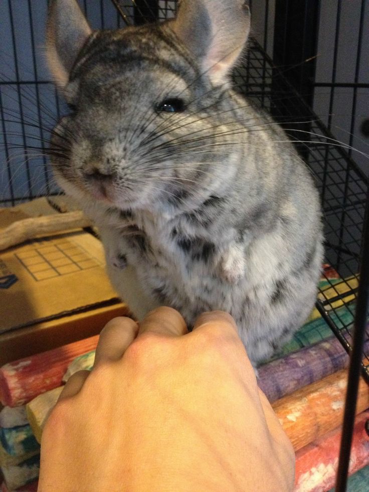 a person petting a small animal in a cage