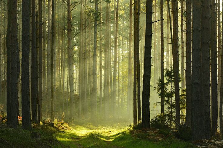 sunlight shining through the trees in a forest