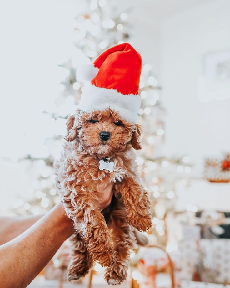 a small dog wearing a santa hat on top of its owner's hand in front of a christmas tree