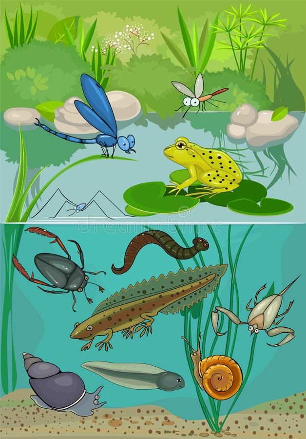 different types of animals and plants in the water, with grass on either side royalty illustration