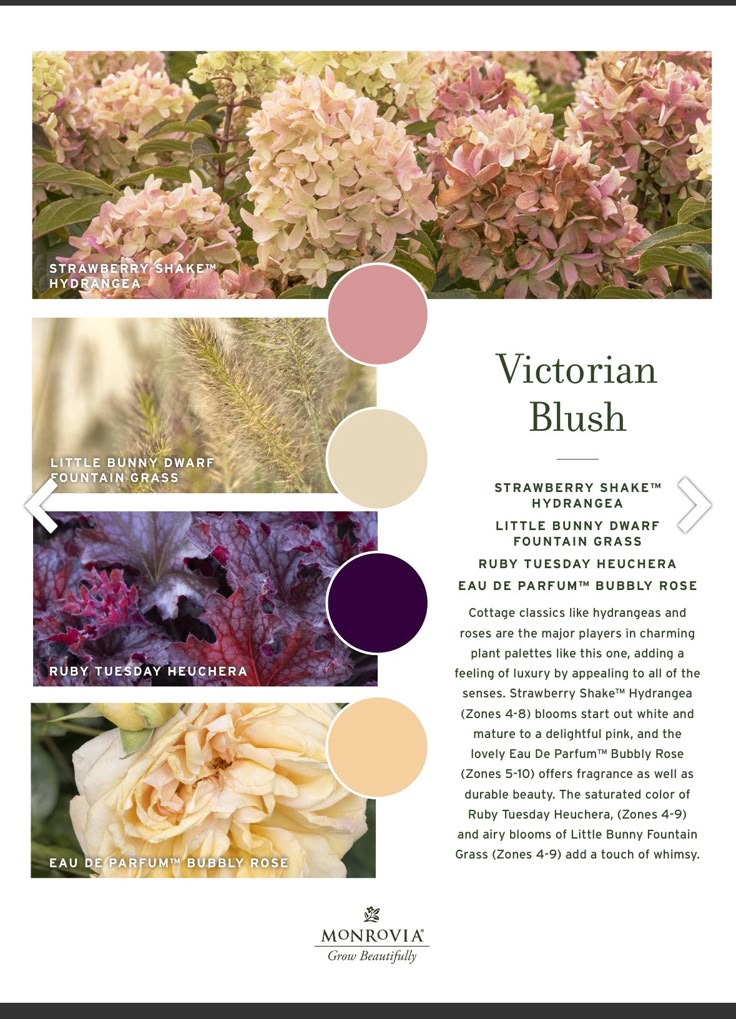 the color scheme for victoria bush