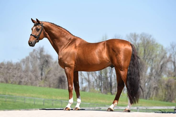 a brown horse standing on top of a dirt road