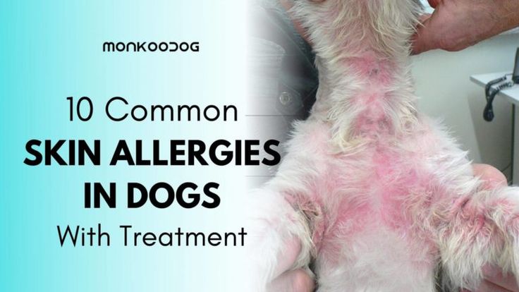 a dog with pink spots is being examined by a vet injecter and the words, 10 common skin allergies in dogs with treatment