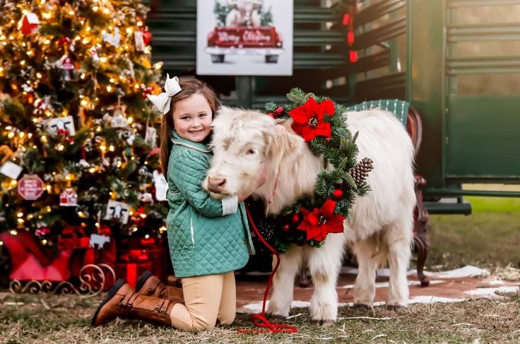 Cow Christmas Photoshoot, Highland Cow Mini Session, Farm Christmas Photoshoot, Cowboy Christmas Photoshoot, Christmas Mini Sessions Outdoor Setup, Christmas Horse Photoshoot, Western Christmas Photoshoot, Cow Photoshoot, Christmas Mini Sessions Outdoor