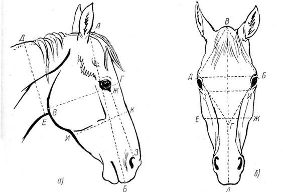 a horse's head is shown with the measurements for each part of its face