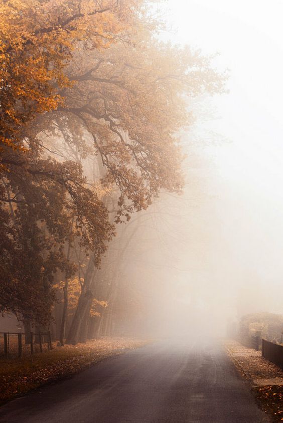 an empty road surrounded by trees in the fall with fog coming off it's sides