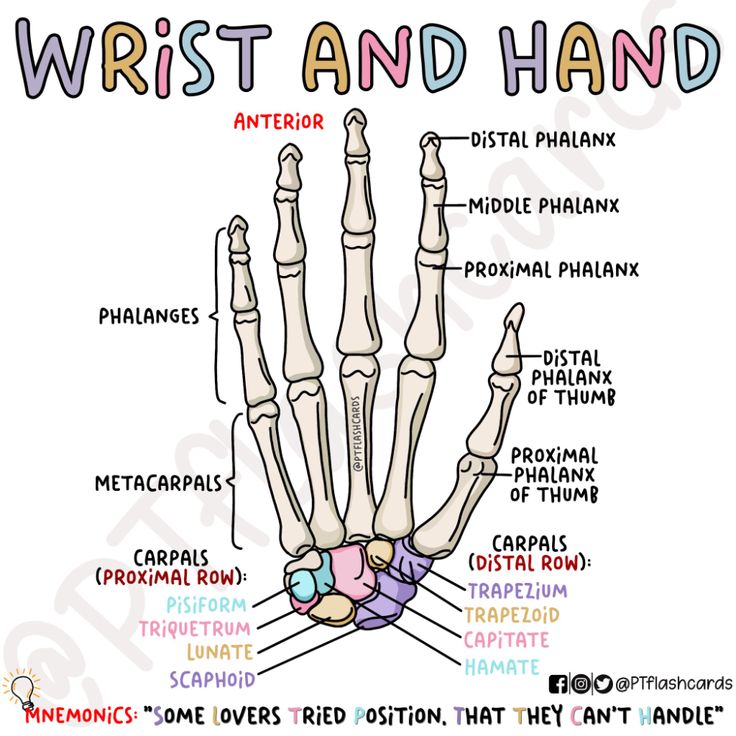 the wrist and hand labeled in different languages, with labels for each part of it