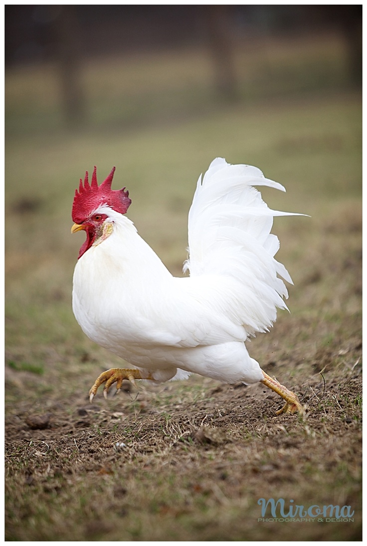 a white and red rooster standing on top of a grass covered field