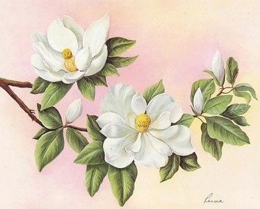 two white flowers with green leaves on a pink background