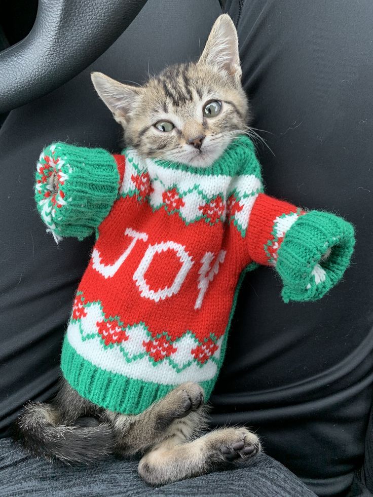 a cat in a sweater sitting on the back of a car seat with it's paw up