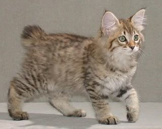 a small kitten walking across a white floor next to a gray wall with blue eyes