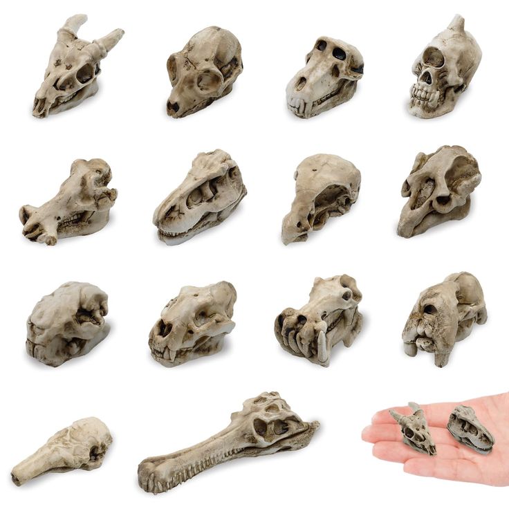 several different types of skulls are shown in this image