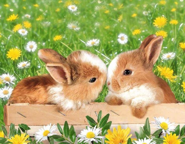 two rabbits are sitting in the grass with daisies