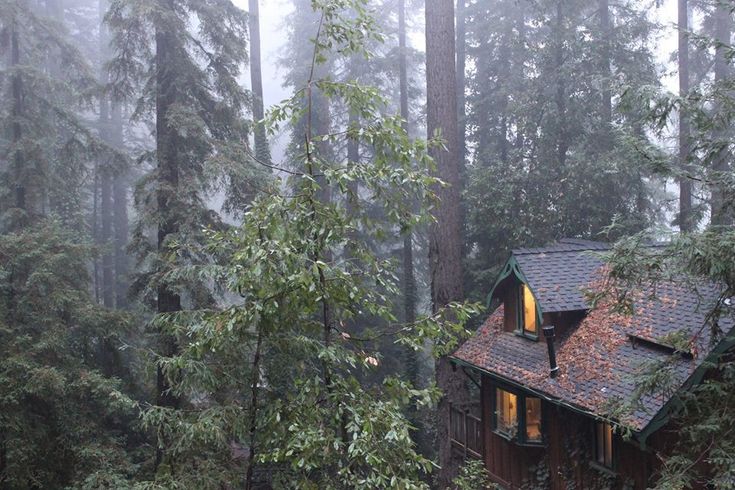 a cabin nestled in the woods on a foggy day