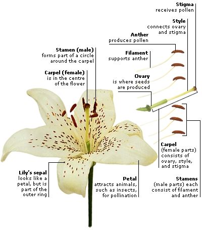 the parts of a white lily flower with labels on each side and labeled in english