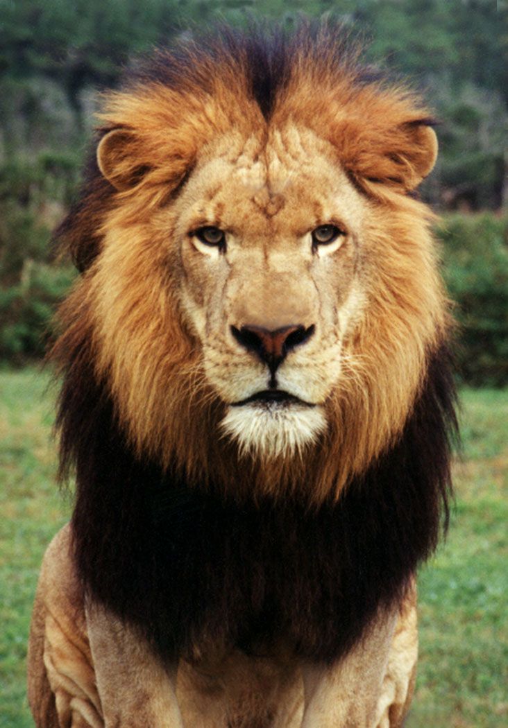 a lion standing on top of a lush green field