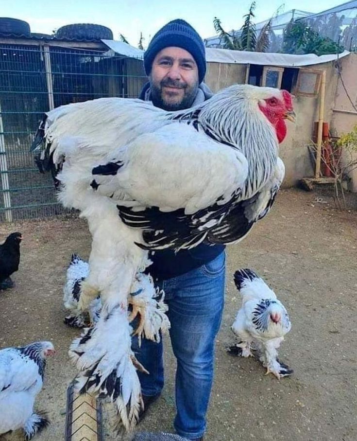 a man is holding a large chicken in his hands while other chickens walk around him