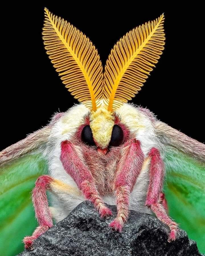 a close up of a bug with wings on it's head and eyes, sitting on a rock