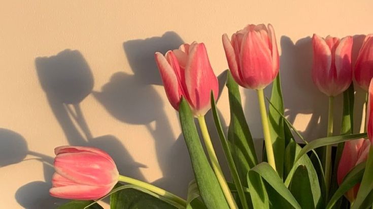 pink tulips and green leaves against a white wall