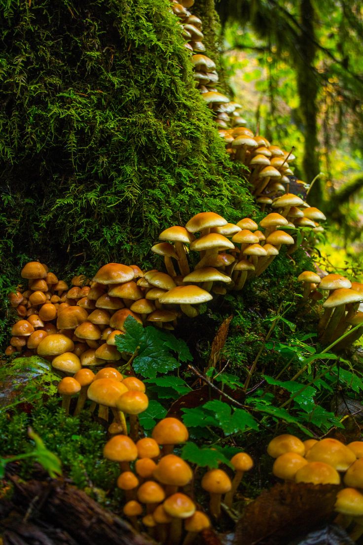 mushrooms growing on the side of a forest