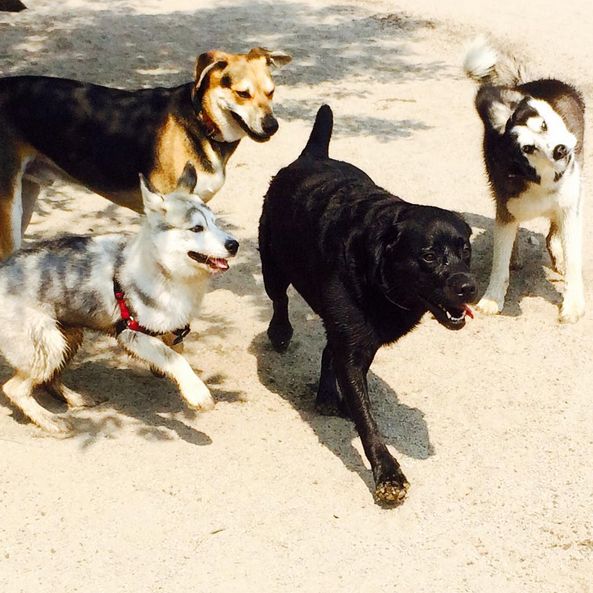 three dogs are playing with each other in the dirt