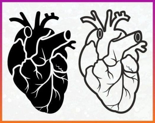 the human heart is shown in black and white, with an orange border around it