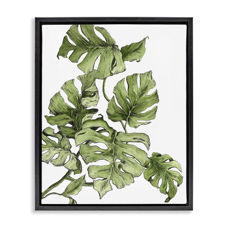 a green plant with large leaves in a black frame