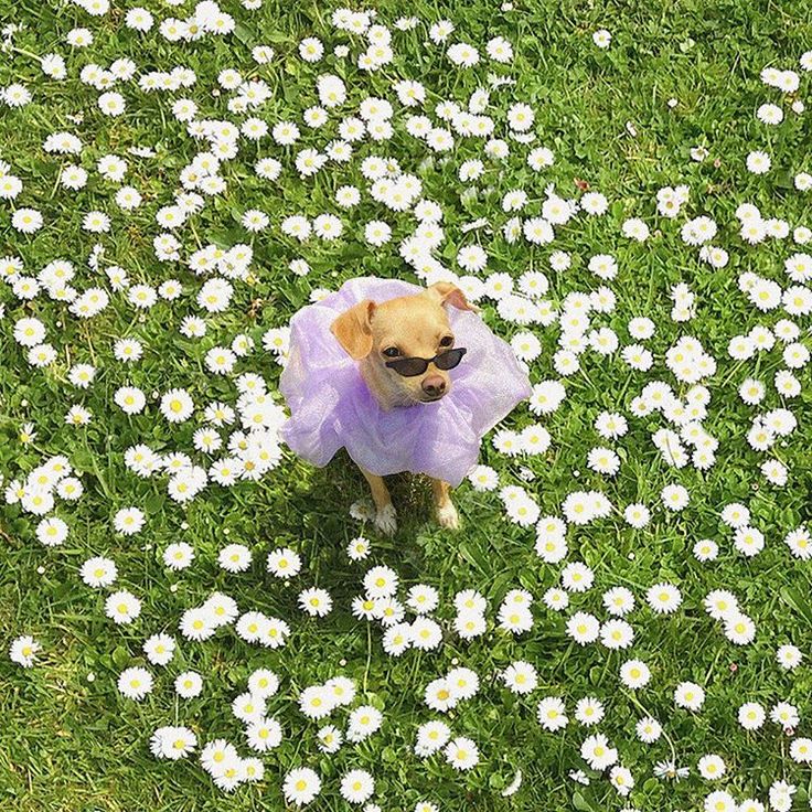 a small dog wearing a purple tutu in the middle of daisies