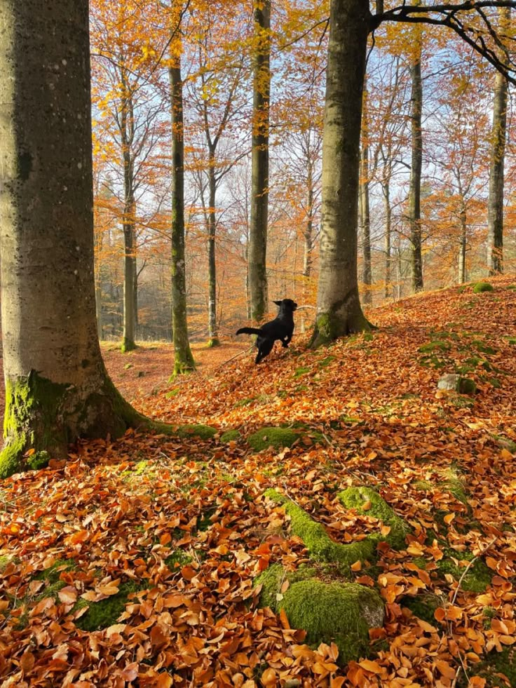 a dog running through the woods in autumn