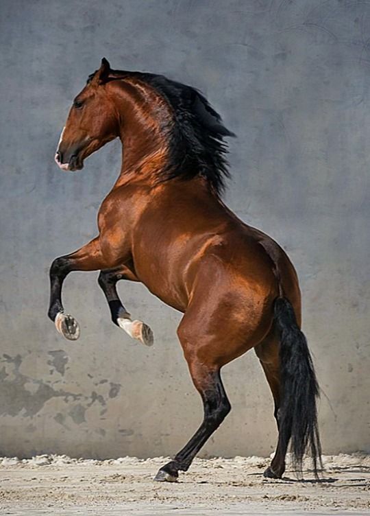 a brown horse standing on its hind legs in front of a gray wall with white spots