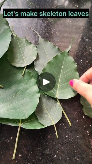 a person is holding a large leaf in front of some leaves on the ground with text that reads let's make skeleton leaves