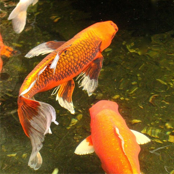 koi fish Glowing Koi Fish, Butterfly Koi Fish Photography, Koi Garden, Orange Koi Fish, 80’s Aesthetic, Butterfly Koi, Orange Koi, Fish Pictures, Japanese Koi Fish