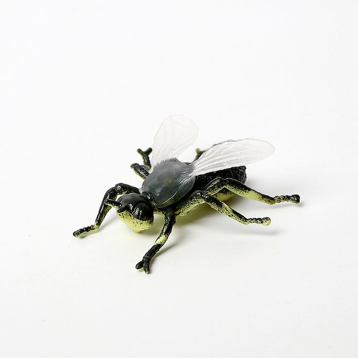 a fly insect sitting on top of a white surface next to a green object with black legs