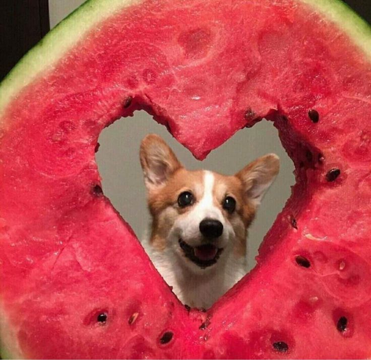 a dog sticking its head out of a heart shaped piece of watermelon that is cut in half