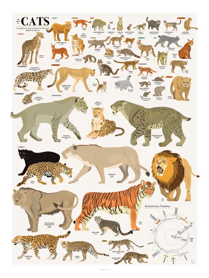 a poster with different types of cats on it's sides and the names of them