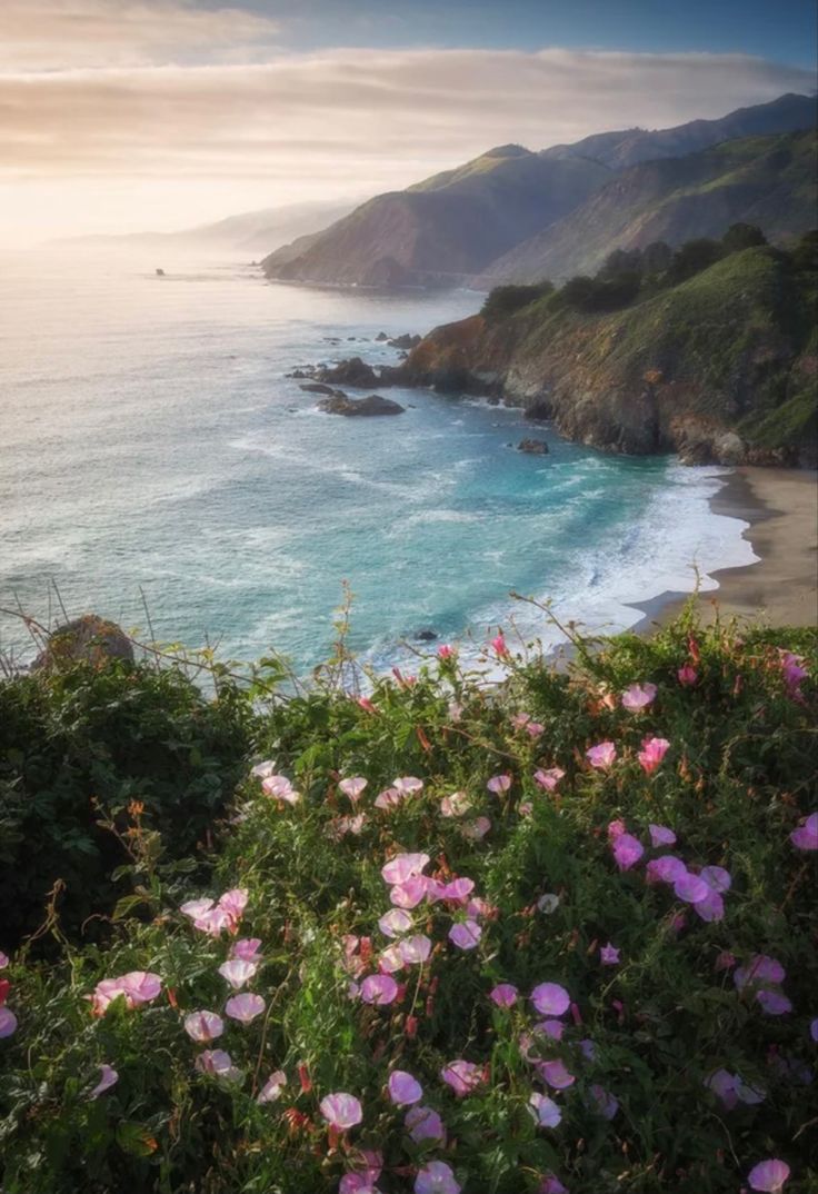 some pink flowers are by the water and hills