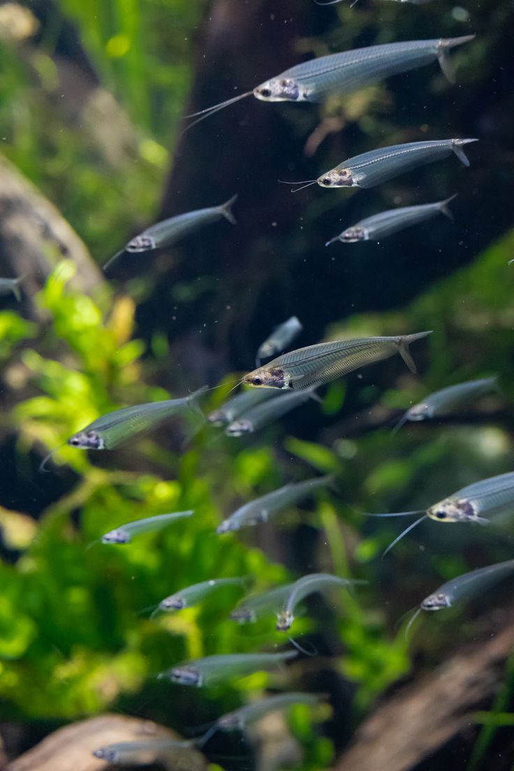 an aquarium filled with lots of small fish