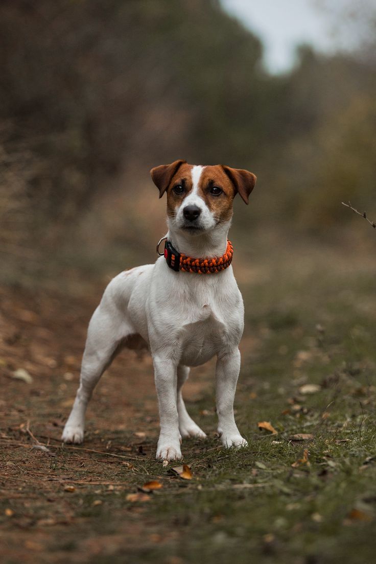 a small white and brown dog standing on top of a dirt road next to trees