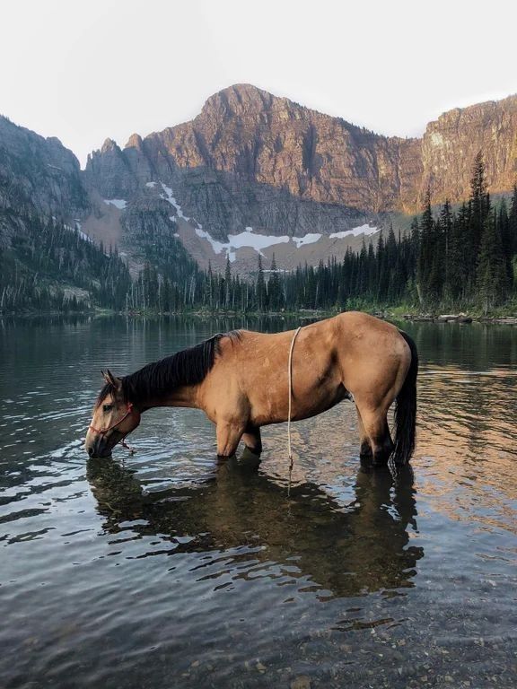 a horse is standing in the water near mountains