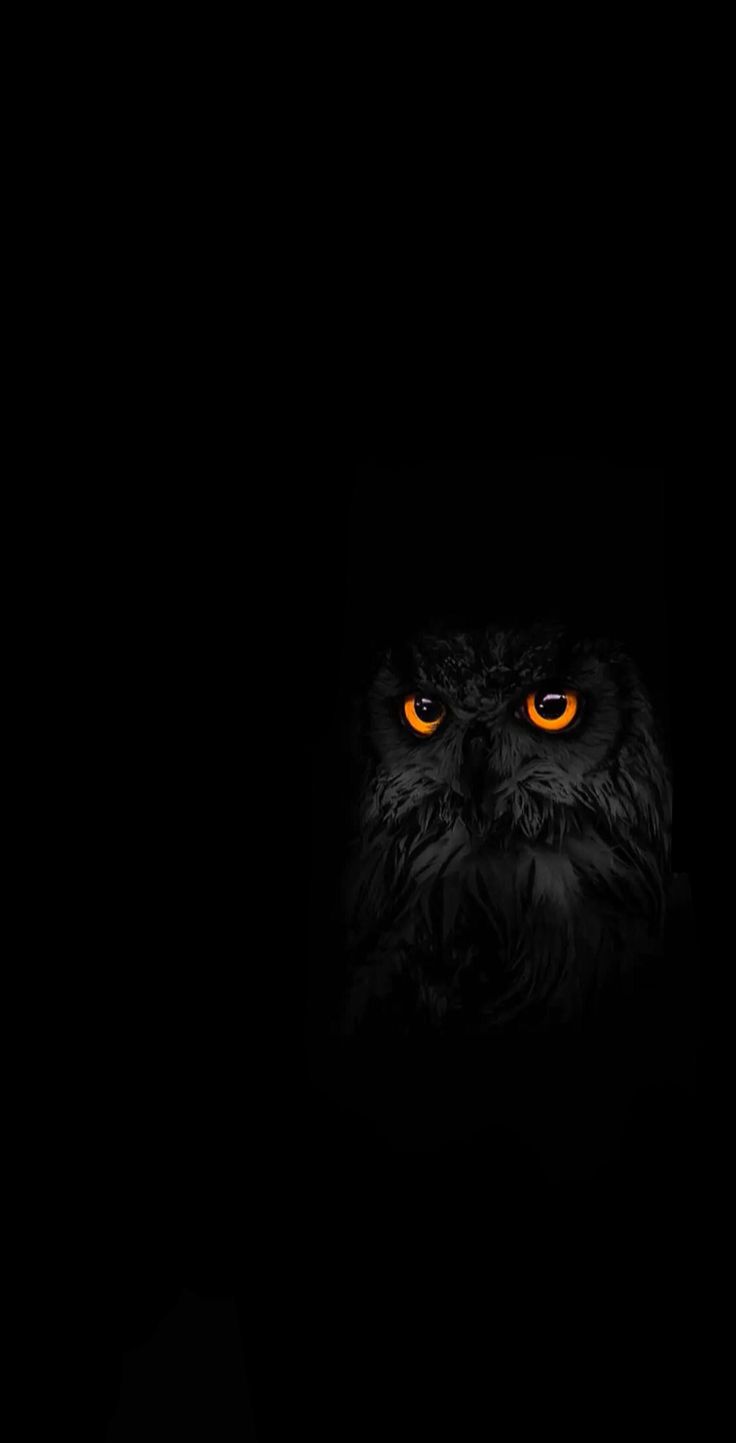 an owl with orange eyes in the dark